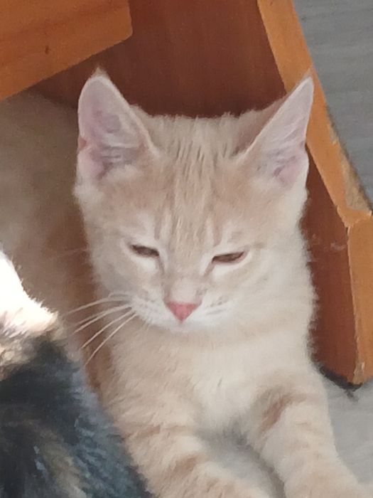 Котята в добрые руки.Мальчик и девочка.