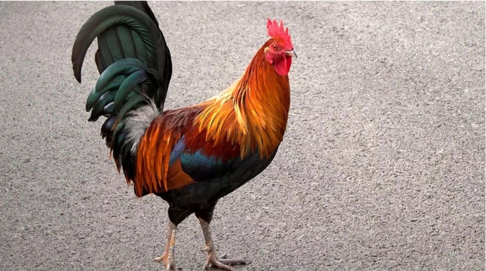 Продаже Петухи молодые  взрослые