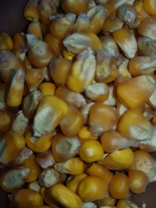 Vand prorumb pret 1lei kg