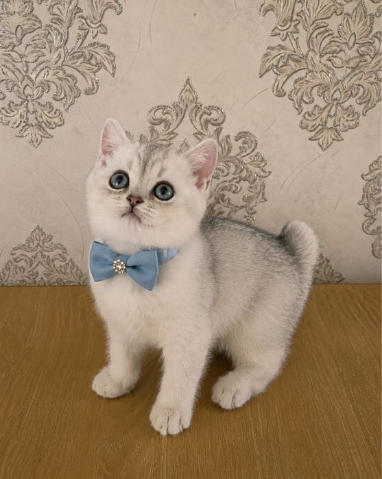 Серебристий шиншила