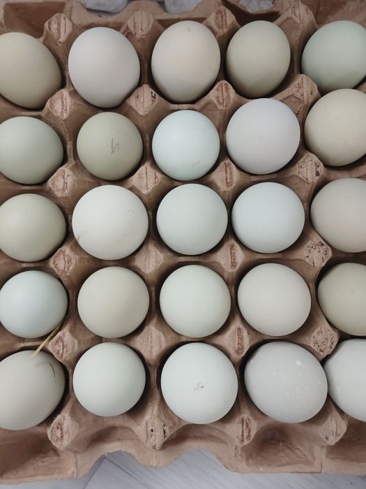 Циплята  Ломанбраун