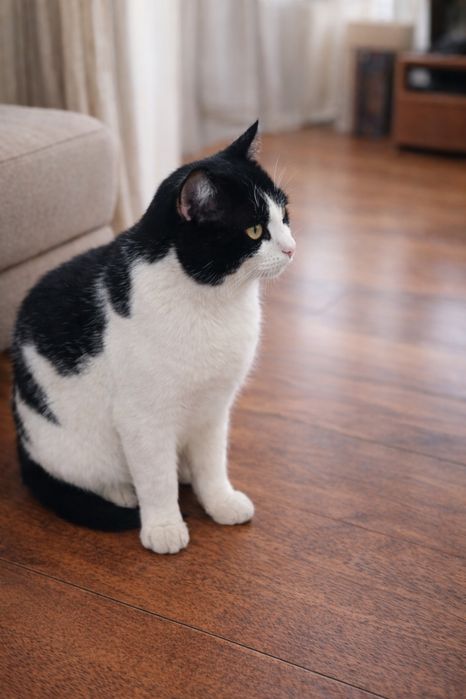 Кот мальчик 2,5 года