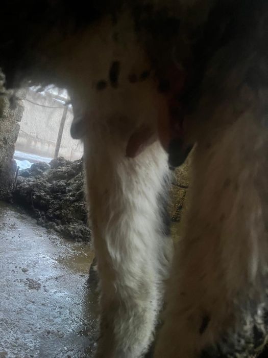 Сыйыр бузауымен сатылады