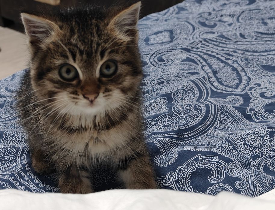 Только в добрые руки