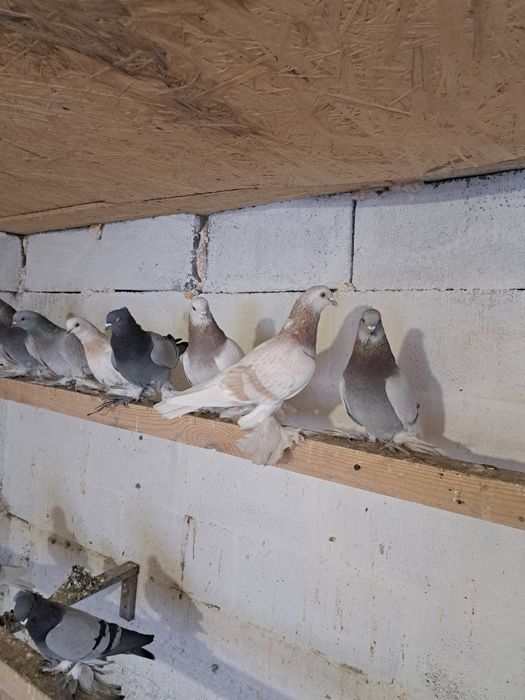 Продам бойных голубей