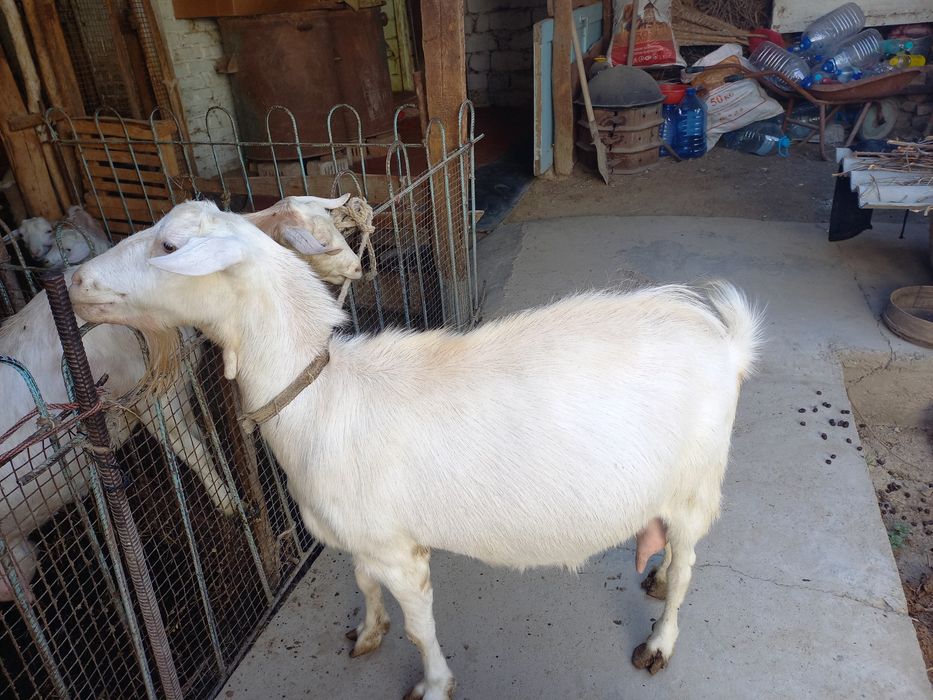 Сутли, зотдор, тозза эчкилар