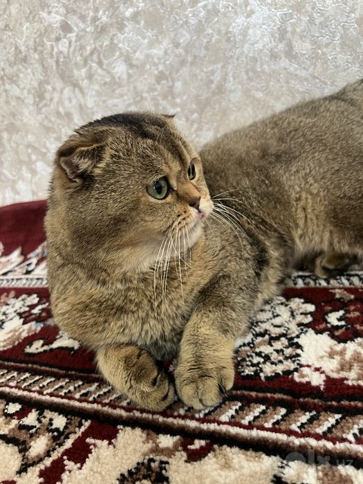 Shotlandski kalta yungli shinshila