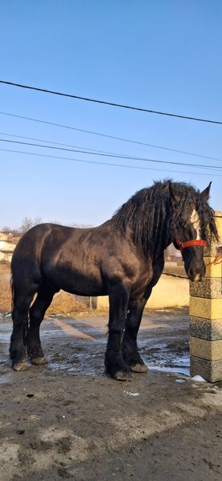 Vând  cal semi greu