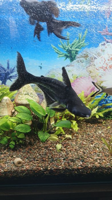 Акулий сом (Пангасиус)