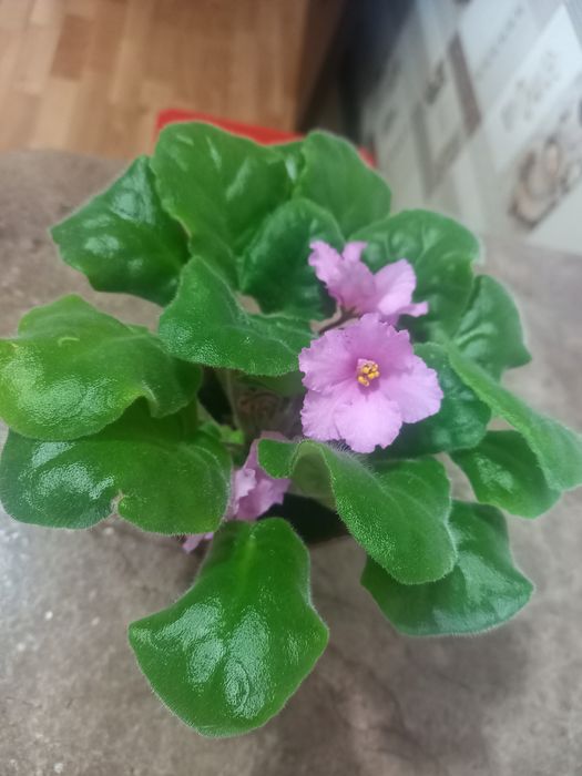 Продам фиалку в стаканчике.