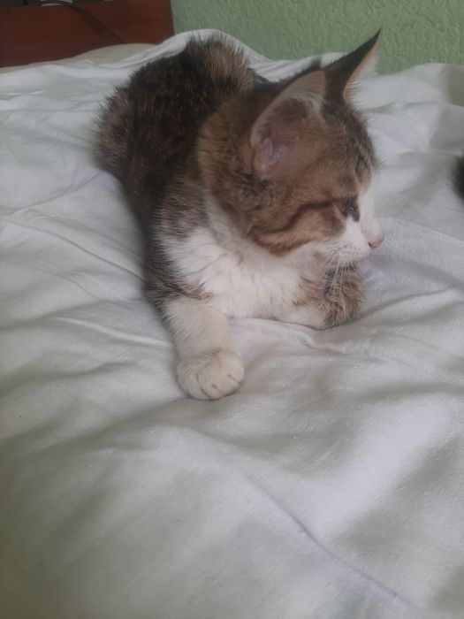 Котята в добрые руки бесплатно
