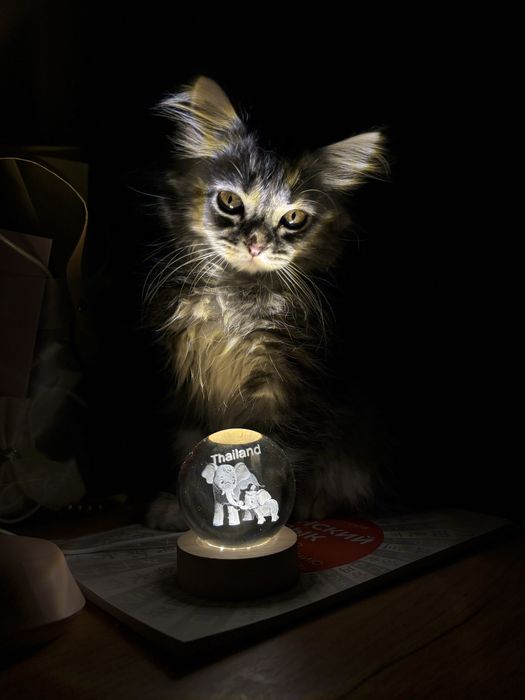 Котик продается, Сибирский