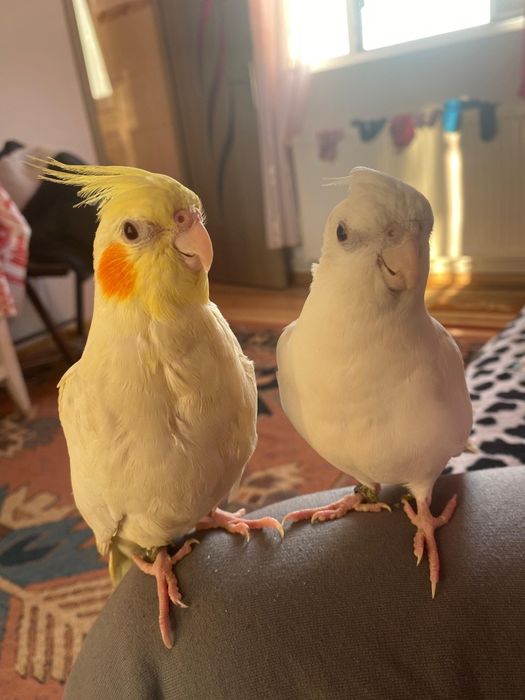 Pereche Papagali Nimfa