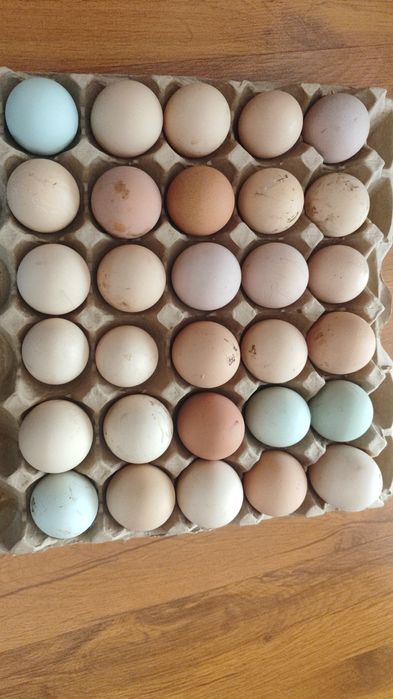 Инкубационные яйца помесных кур