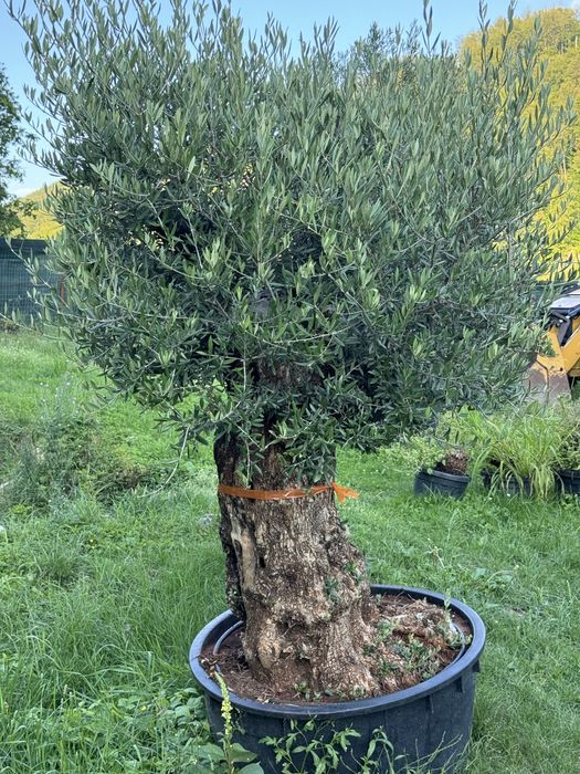 Maslini seculari ( centenari - batrani ) bonsai din maslin etc