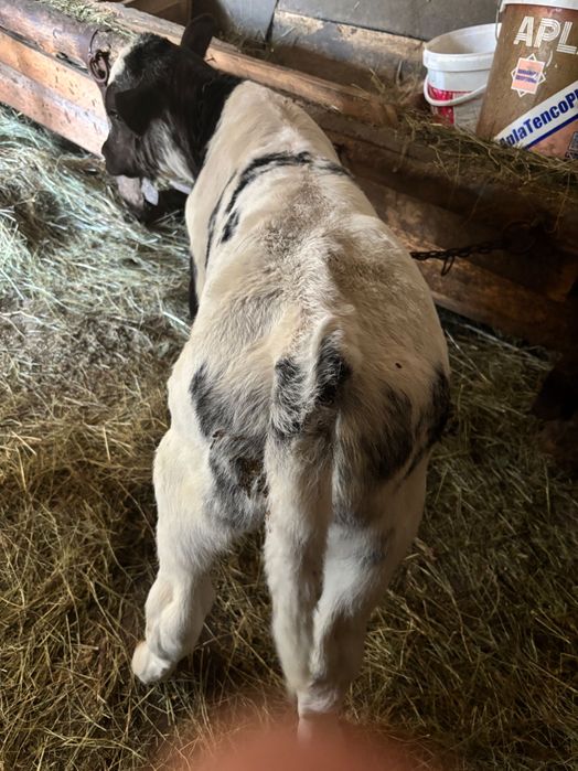 Vând taur albastru belgian