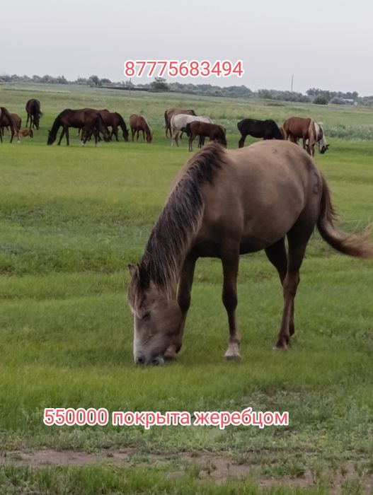 Обмен на КРС., на машину.