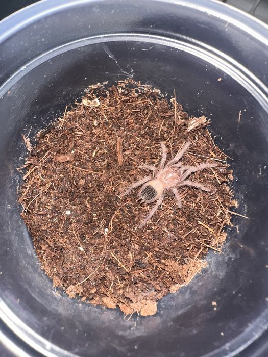 Паук птицеед  Lasiodora parahibana малыши