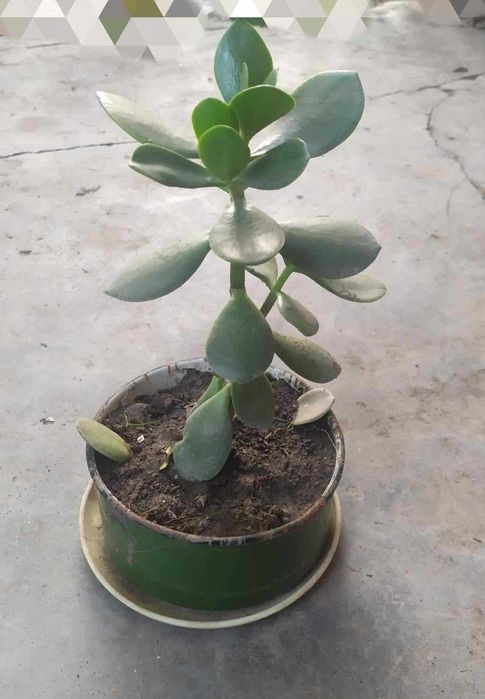 Разные комнатные растения