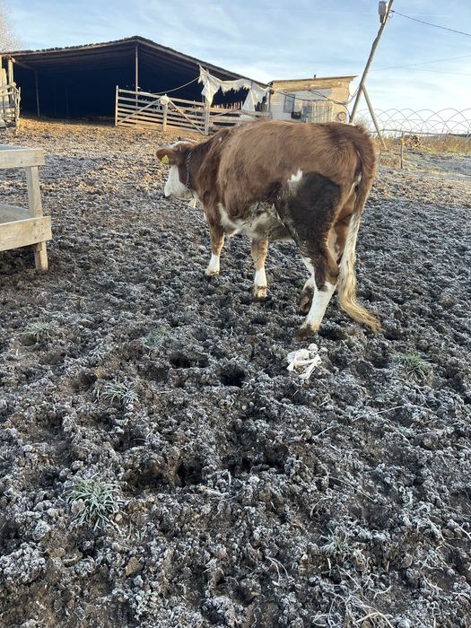 Vand 3 junici gestante