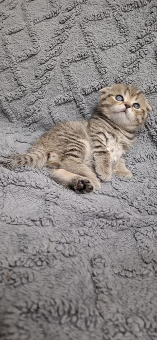 Шотландские котята мальчики и девочки