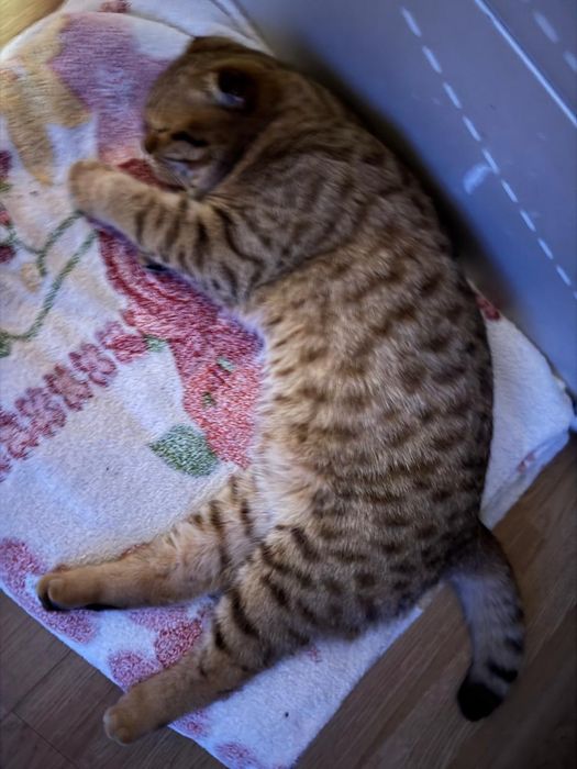 Шотландский вислоухий кот.         Вязка
