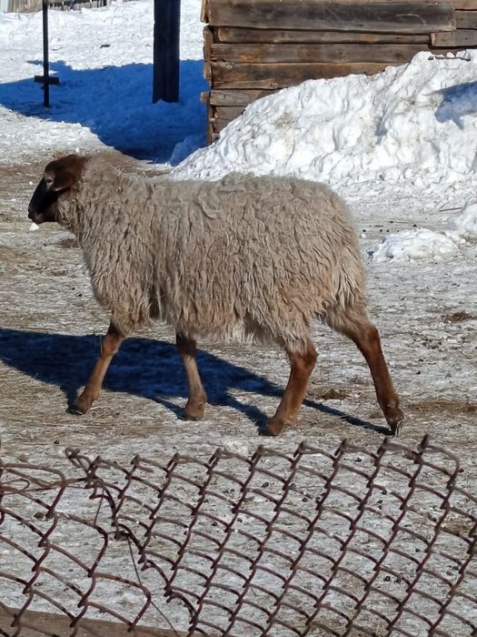 Продам барашка на мясо