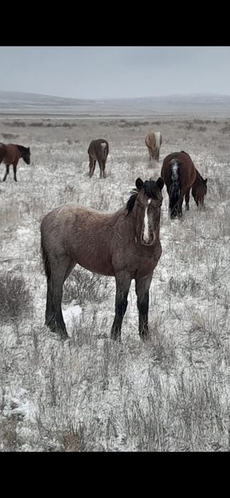 Жылкы лошадь сатамын