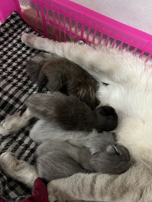 Шотландские котята