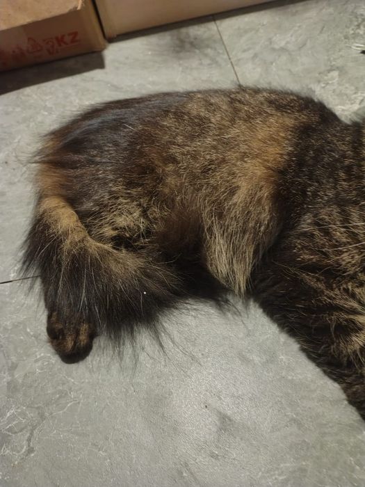 Отдам полумейнкунов