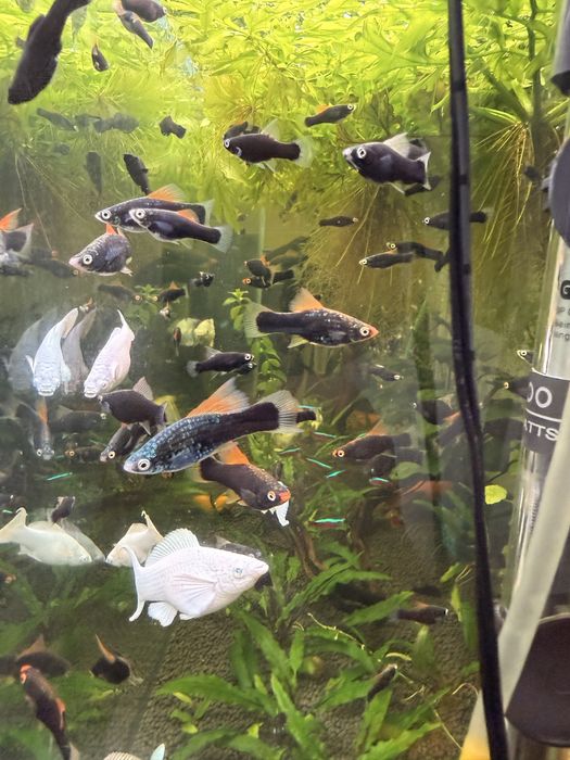 Меченосец гамбург Флаговый