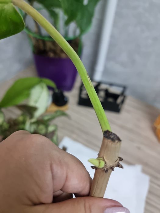 Филоденлрон из Тайланда