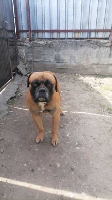 Donez mascul boxer
