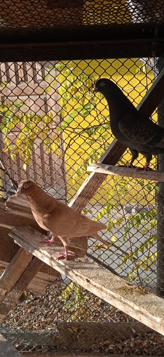 Продам голубей домашних