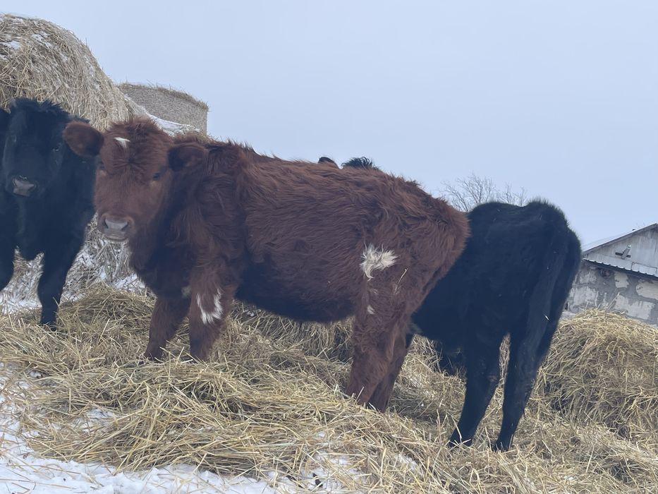 Продам трех быков