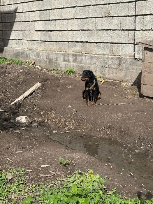 Спанель и ягтерер