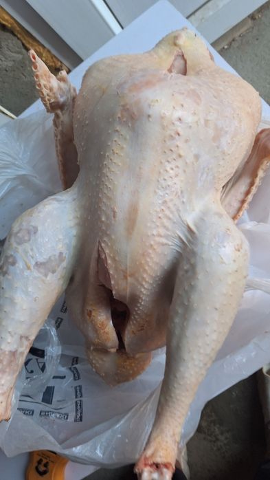 Продаю индюков самец