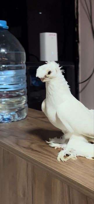 Белый самец голуби