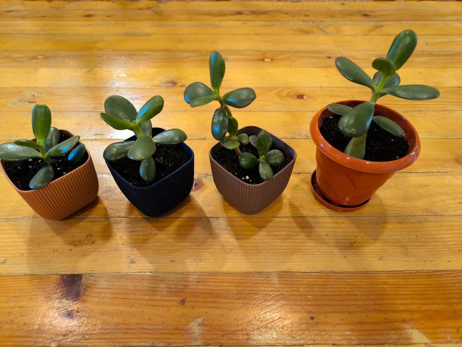 Дърво на живота и гастерия