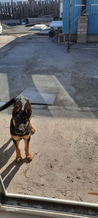 Щенок восточно европейской овчарки