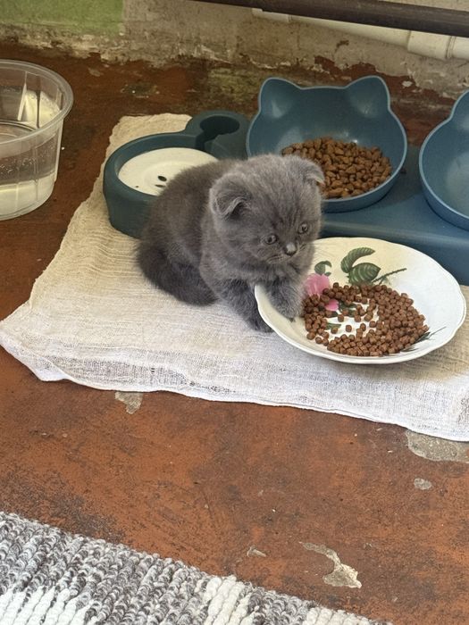 Продаю чистокровных котят скоттиш фолд и скоттиш страйт