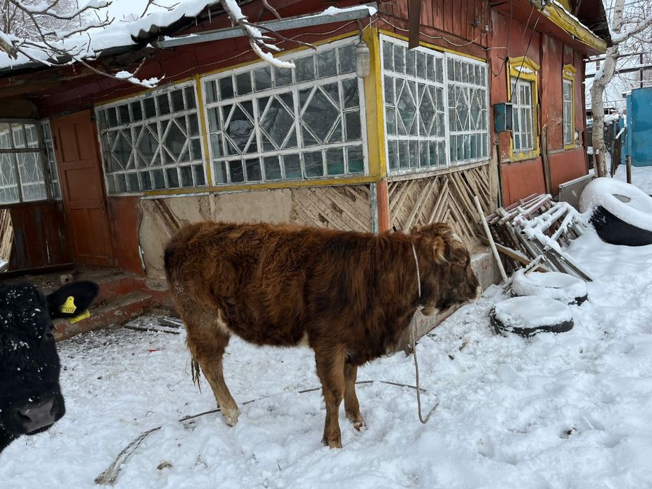 Продам две телки