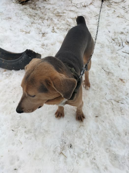 Câine  de vânătoare