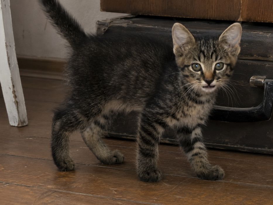 Котята от Турецкой Ангоры бесплатно