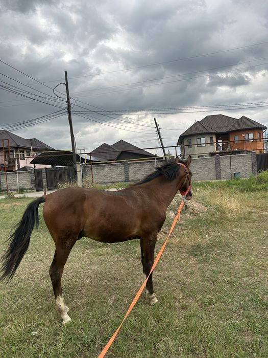 Продам весь скот
