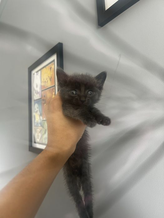 отдаю котенка в добрые руки