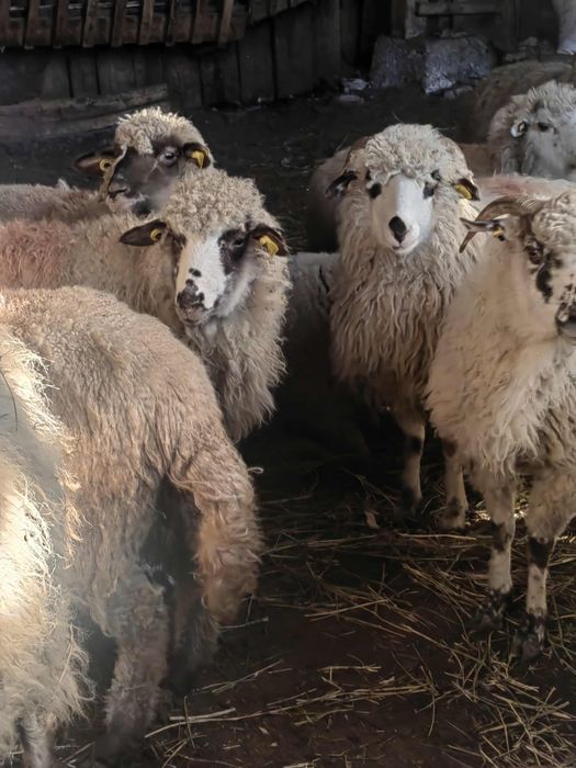 Oi frumoase de vanzare