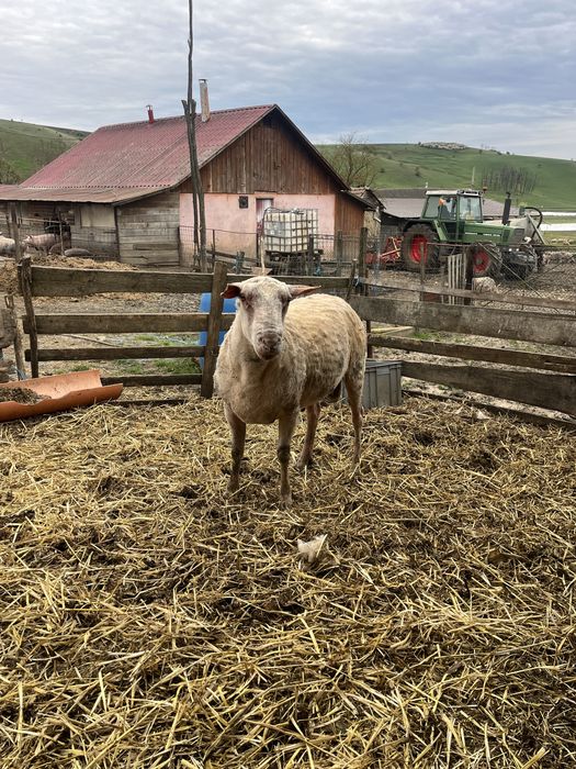 Berbec din rasa Friza