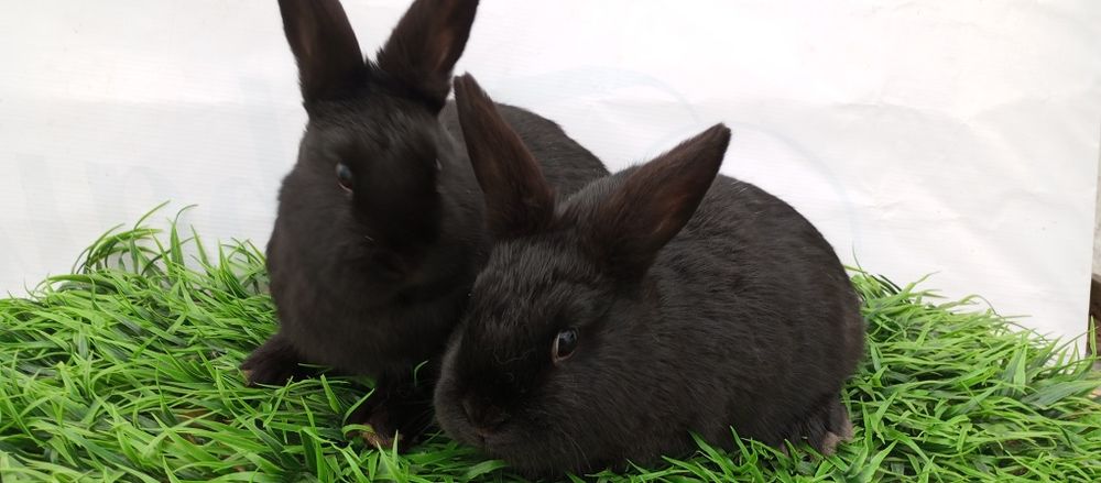 Quyon karlik panda samka sotiladi.