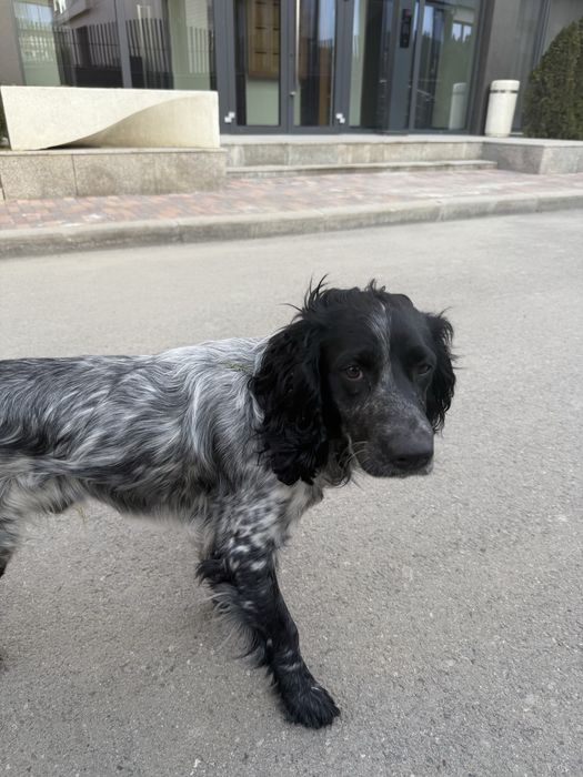 Найдена собака спаниэль